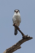 Pygmy falcon(polihierax semitorquatus), Serengeti